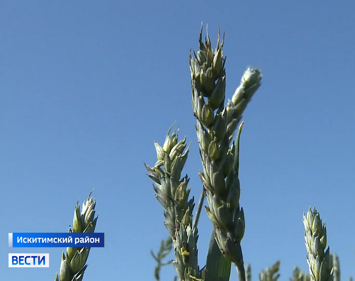 Колос пшеницы