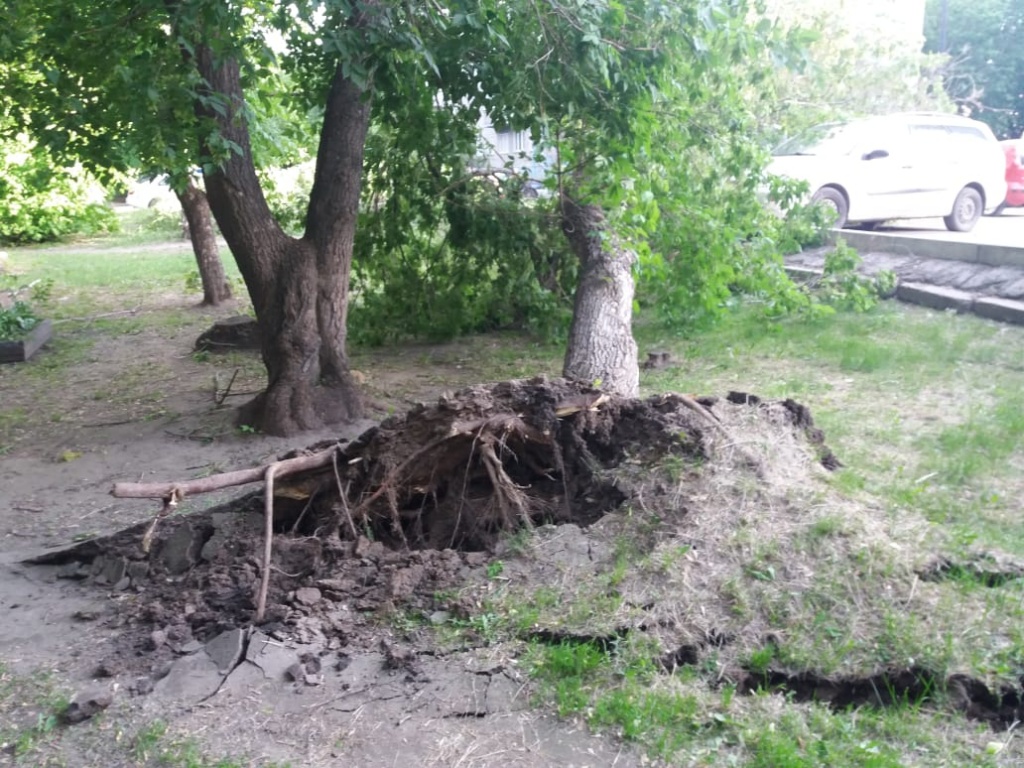 Клён Клён