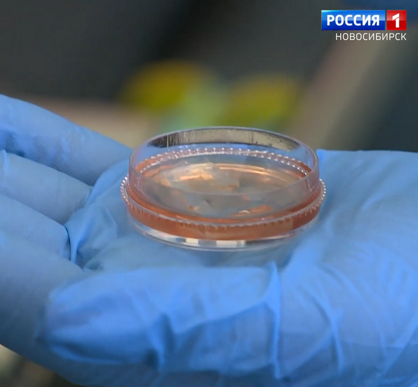 Чашка Петри со стволовыми клетками