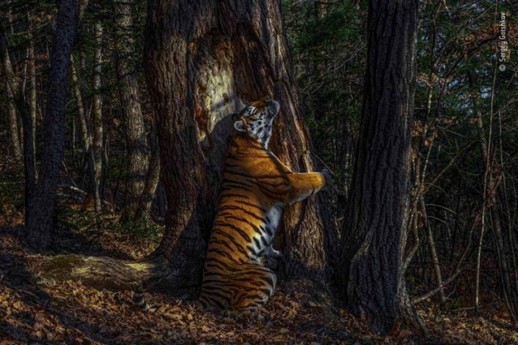 На снимке изображён тигр, обнимающий ель