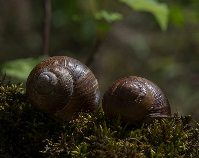 улитки.jpg