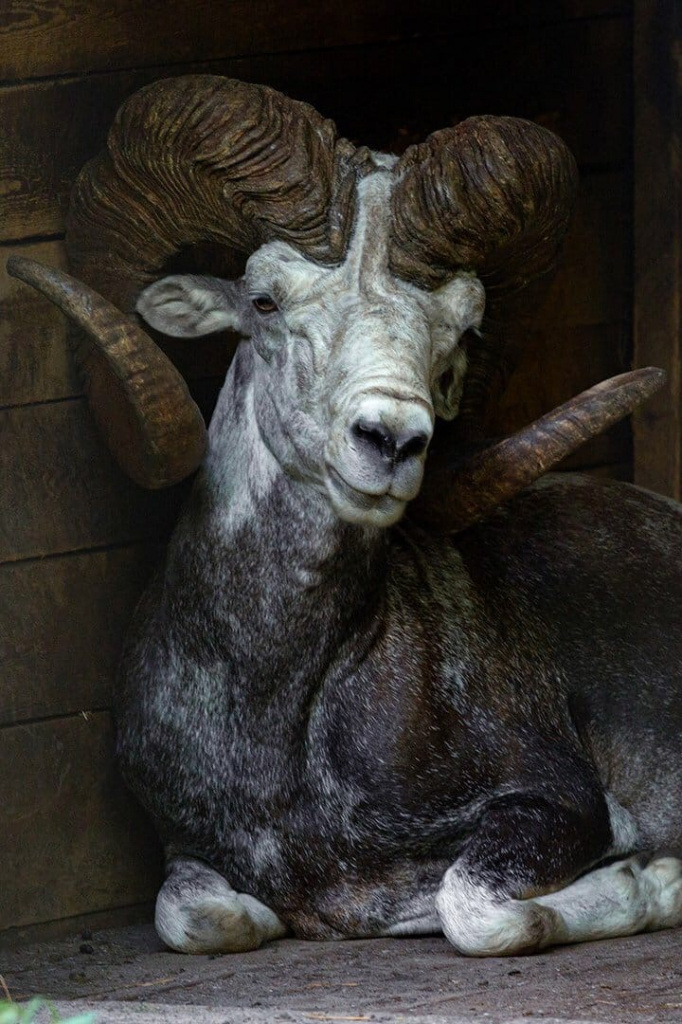 Новосибирский зоопарк опубликовал фото самого крупного представителя диких баранов