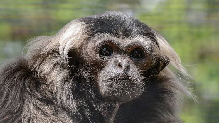 Поющие приматы: в новосибирском зоопарке отметили день гиббонов |  25.10.2020 | Новосибирск - БезФормата