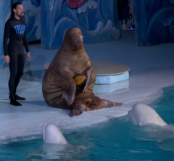 Морж и белухи Морж и белухи