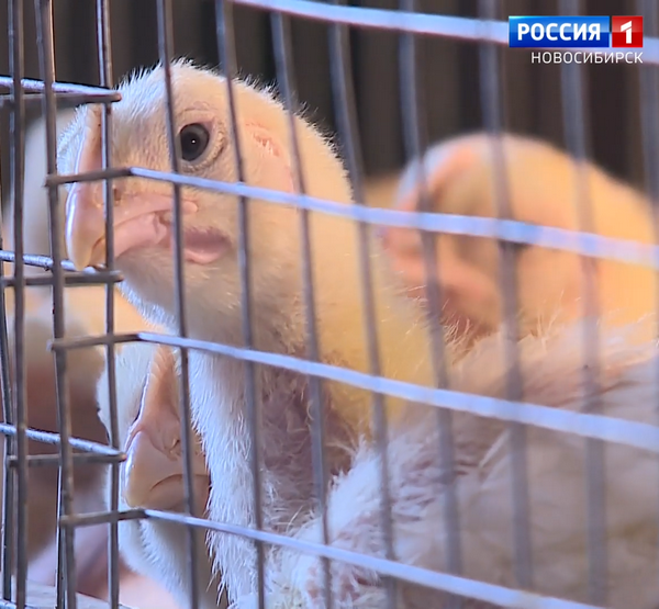 Перепёлки в клетке