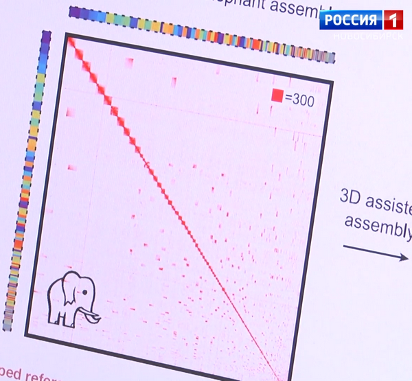 График совпадения геномов
