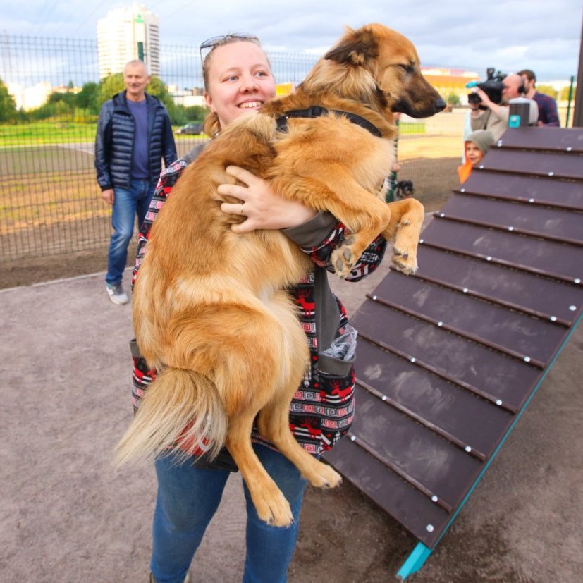 Собаки на площадке