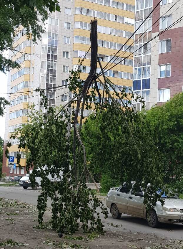 Дерево висит на проводах Дерево висит на проводах