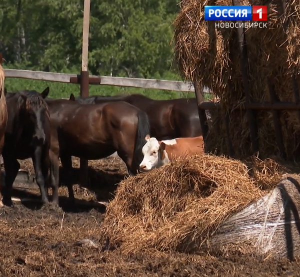 Животные на ферме
