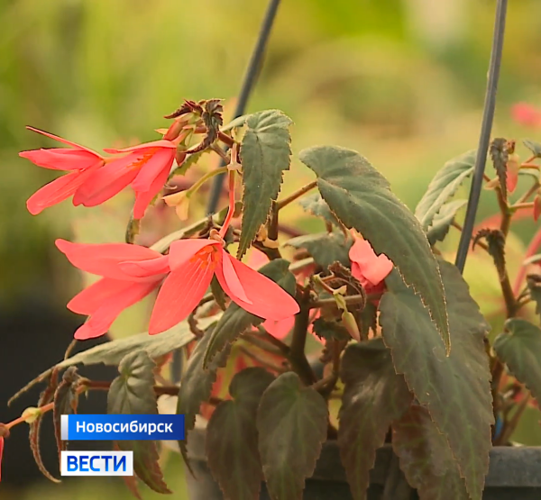 Цветы Цветы