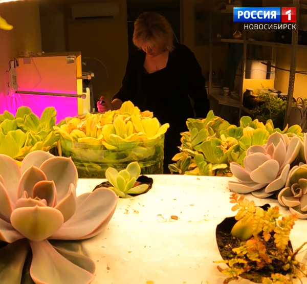 Растения Растения