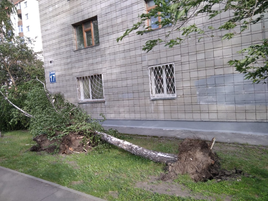Берёза Берёза