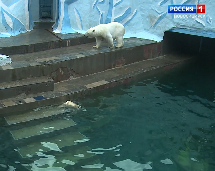 Белые медведи в зоопарке