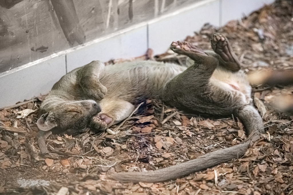 В новосибирском зоопарке появились первые в России ржавые кошки 2