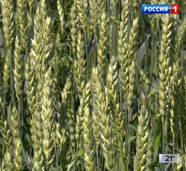 Пшеница в полях