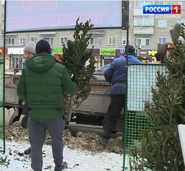 Конфискация елок