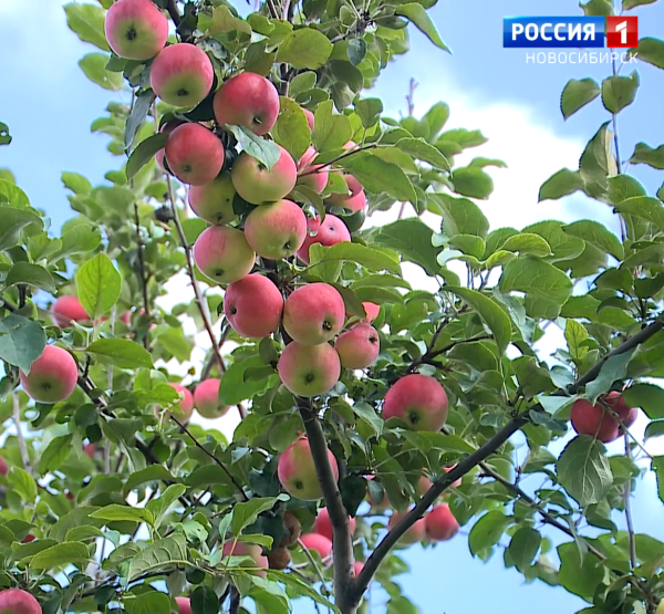 Урожай яблок