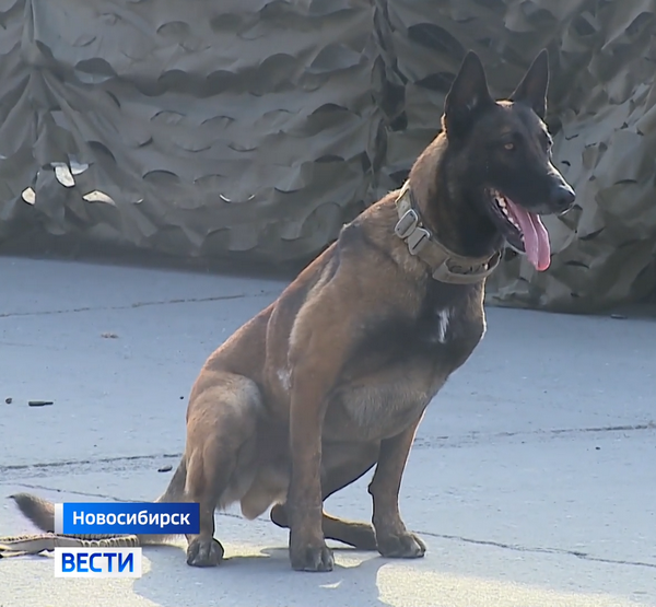 Пёс Гард готов выполнить команду Пёс Гард готов выполнить команду