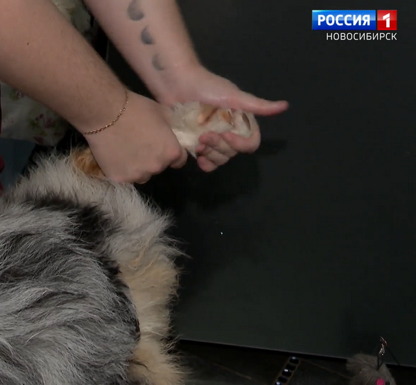 лапы.png