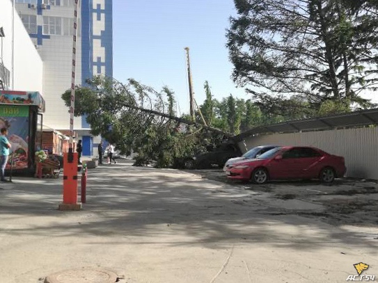 Дерево упало на машину Дерево упало на машину