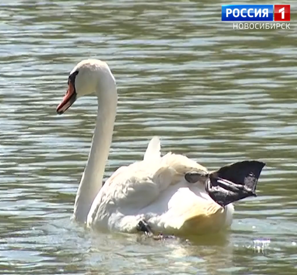 Лебеди