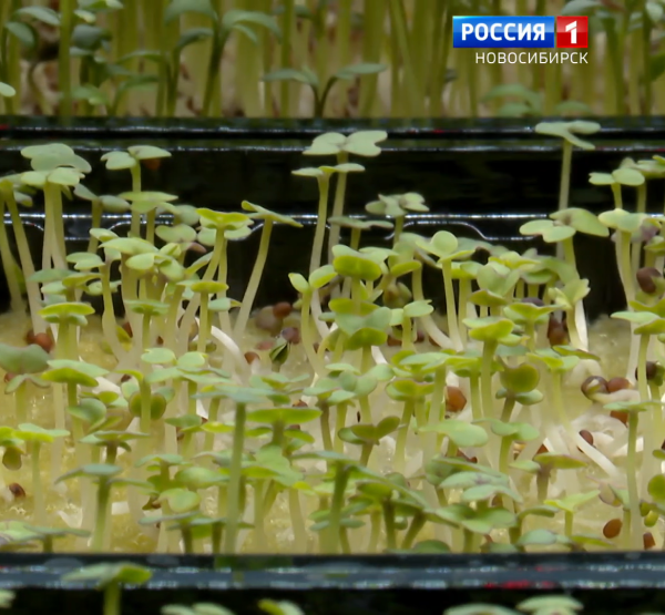 Микрозелень Микрозелень