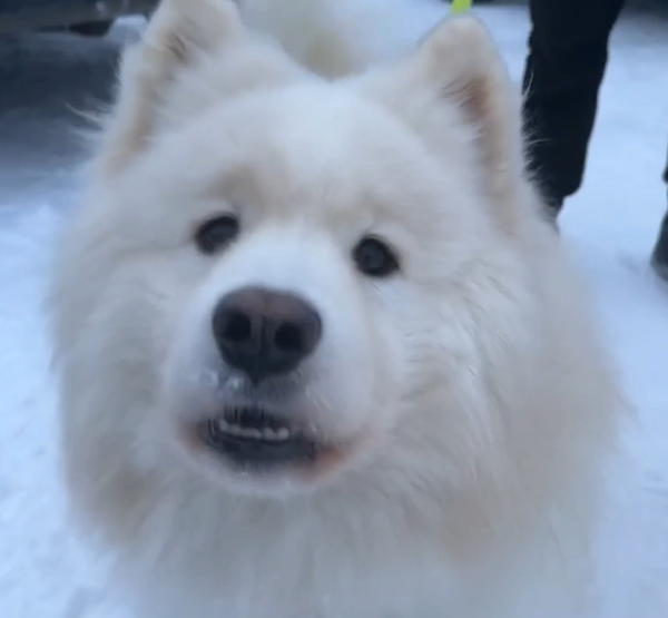 Собака
