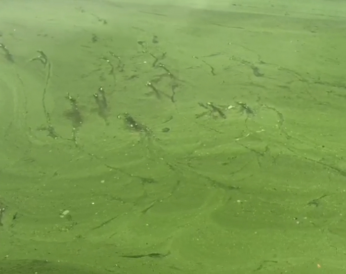 Водоросли в Берди изменили цвет