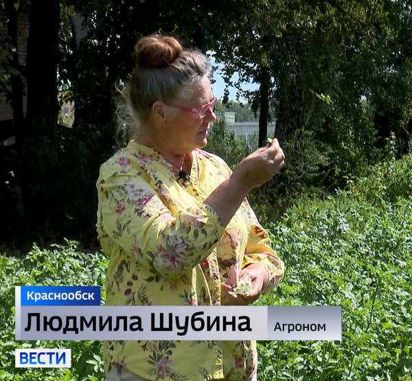 Людмила Шубина среди картофеля