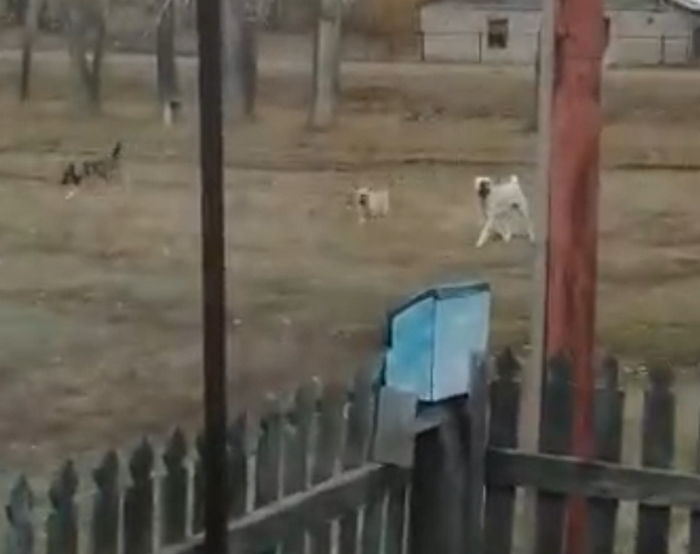 свасув.png