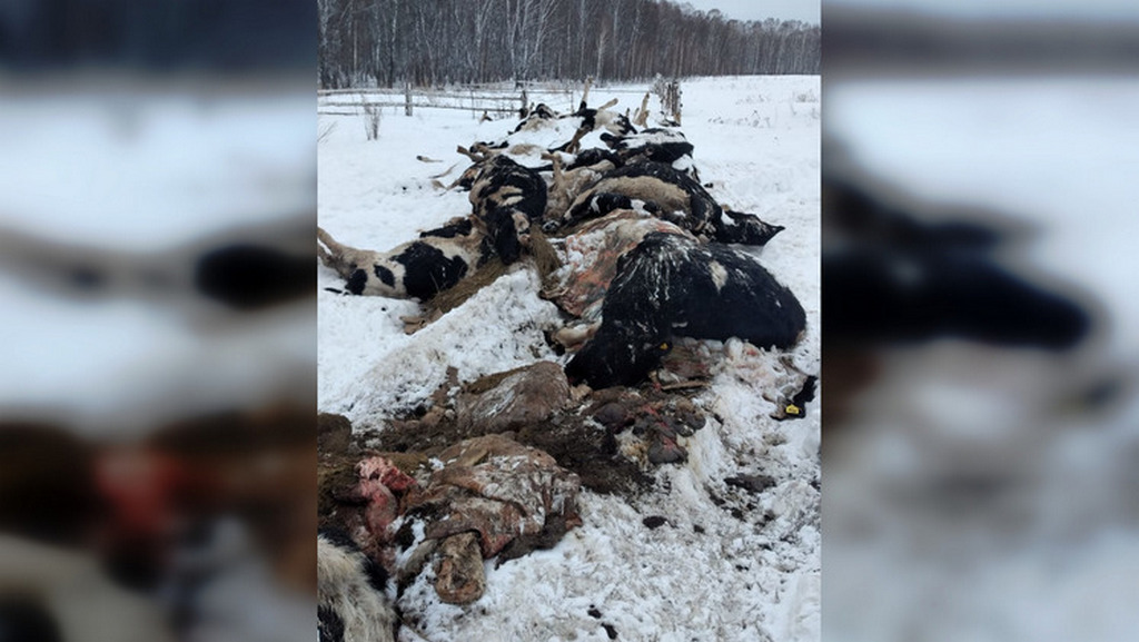 Коровы погибшие Коровы погибшие