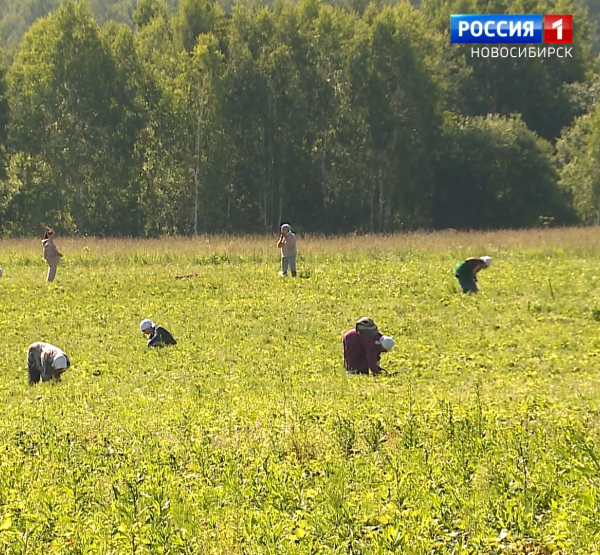 Сбор клубники