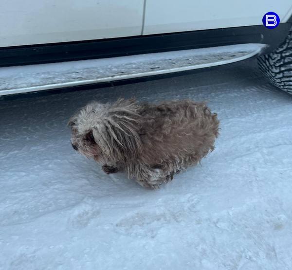 Выброшенная на мусорку собака