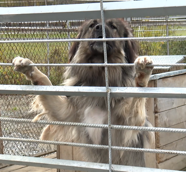 Собака за решёткой