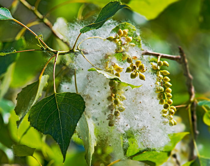 тополиный пух2.jpg