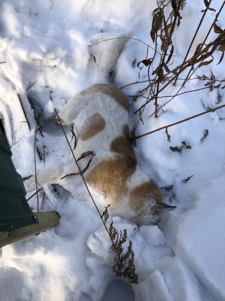Собаки массово гибнут под Новосибирском
