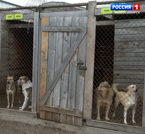 Собаки Собаки