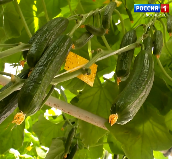 Огурцы в теплице