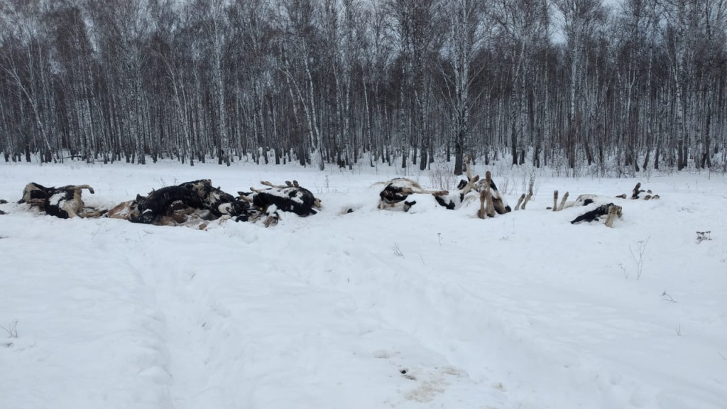 «Шкура да кости»: коровы массово гибнут от голода в новосибирской деревне