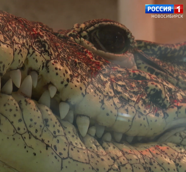 Крокодил Крокодил