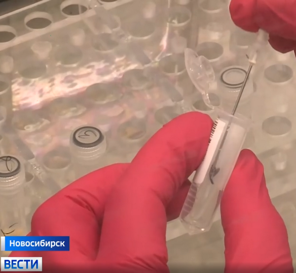 Клещ на исследовании