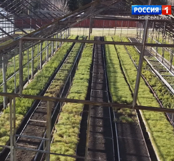 Сеянцы будущих жителей леса пока не больше морковки