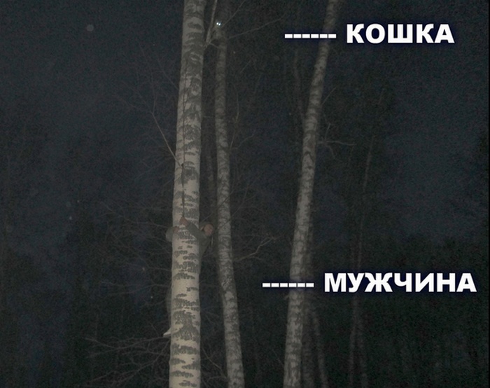 Спасение кошки