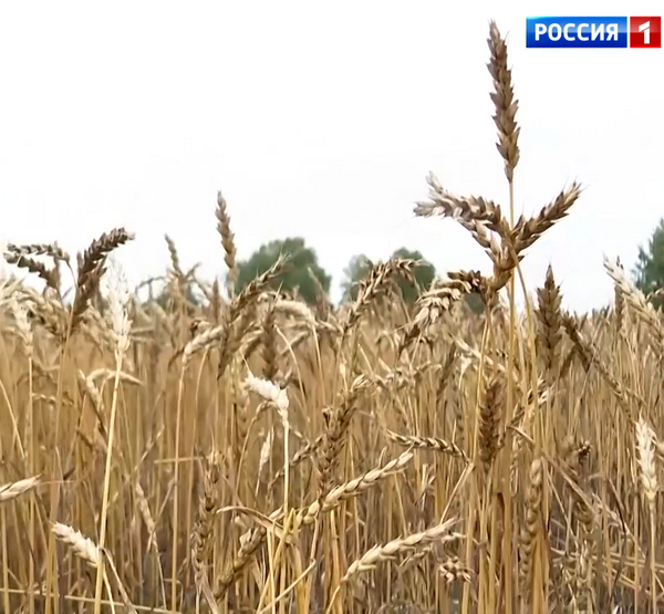 Пшеница