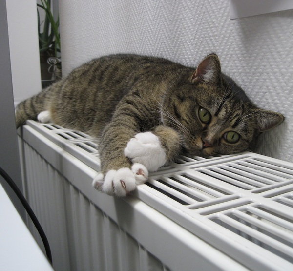 Кот лежит на батарее