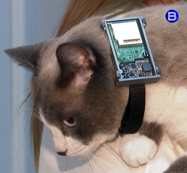Кот-испытатель умного ошейника