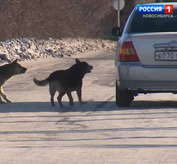 Бродячие собаки