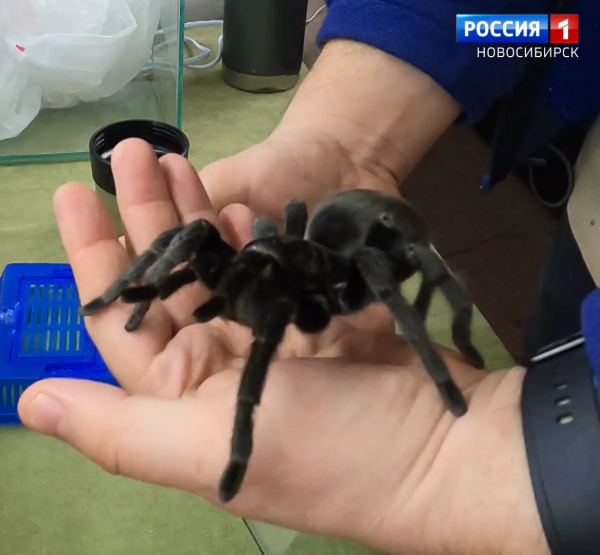Паук