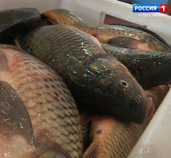 Рыба
