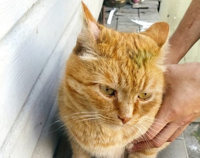 Кот из пожара